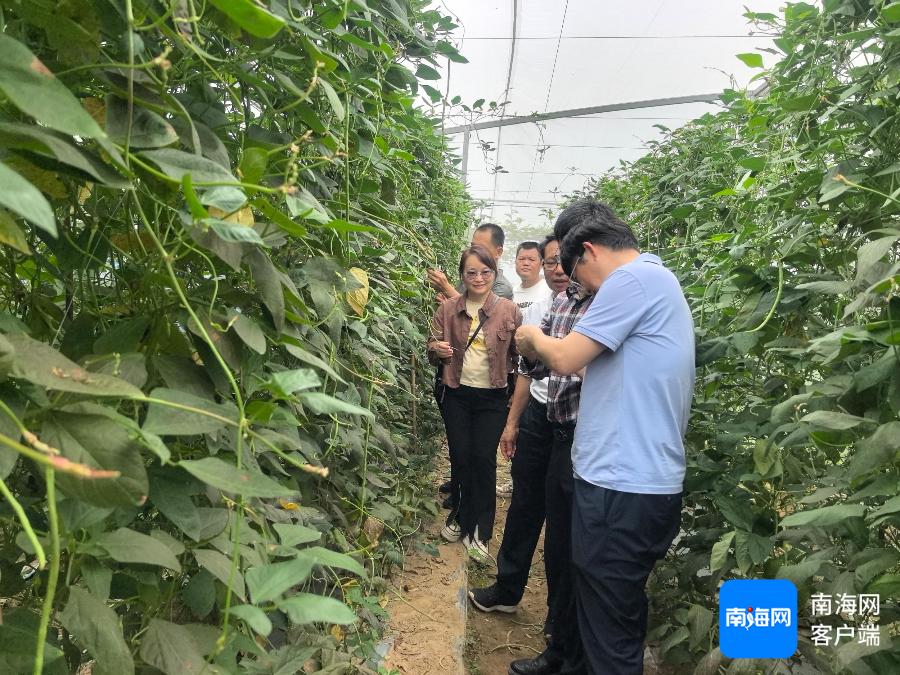 冬种蔬菜产业面临重大挑战！七大产区专家共商解决之道，你的餐桌会受影响吗？  第4张