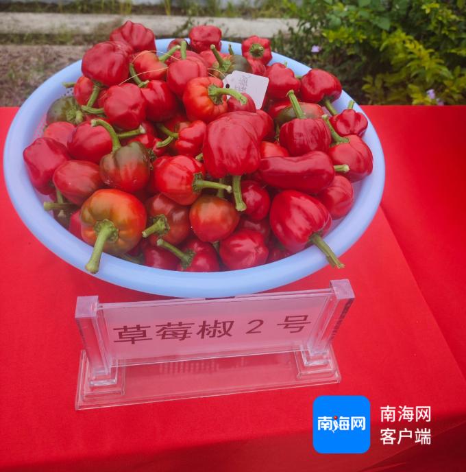 2024 - 2025冬春季海南蔬菜观摩会:133个新品亮相,12个优种受荐,你心动了吗 第2张 2024 - 2025冬春季海南蔬菜观摩会:133个新品亮相,12个优种受荐,你心动了吗 第2张