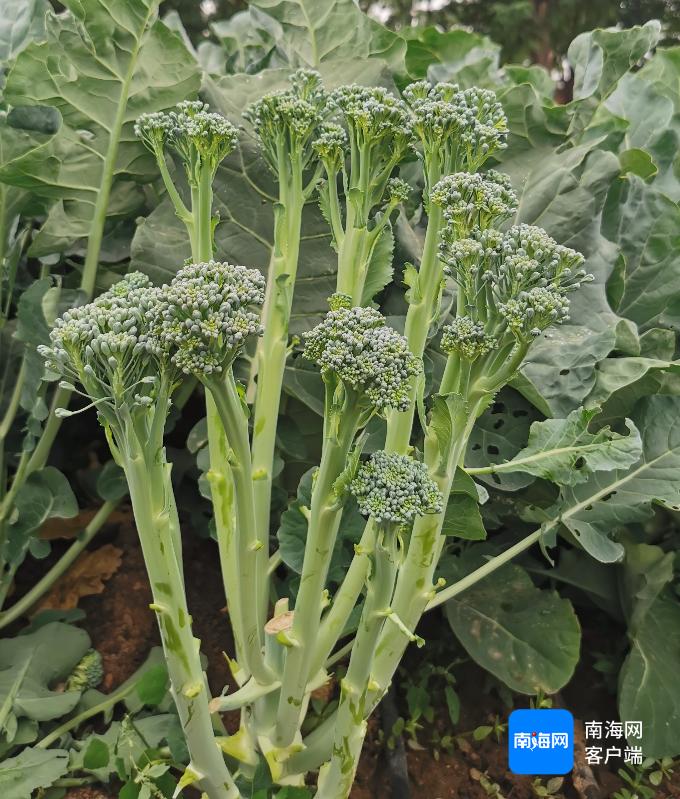 2024 - 2025冬春季海南蔬菜观摩会:133个新品亮相,12个优种受荐,你心动了吗 第3张 2024 - 2025冬春季海南蔬菜观摩会:133个新品亮相,12个优种受荐,你心动了吗 第3张