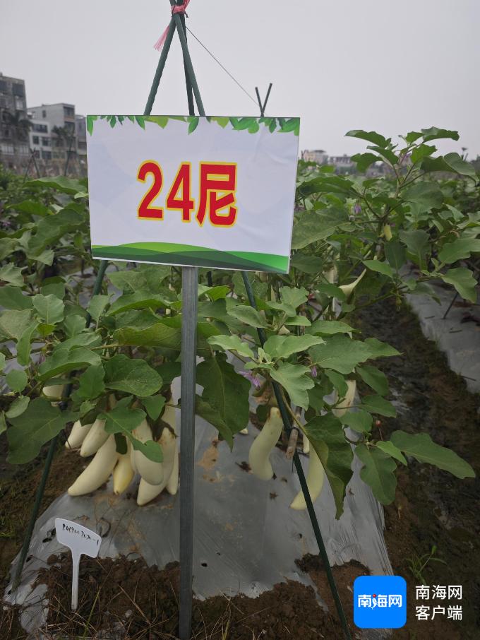 2024 - 2025冬春季海南蔬菜观摩会:133个新品亮相,12个优种受荐,你心动了吗 第4张 2024 - 2025冬春季海南蔬菜观摩会:133个新品亮相,12个优种受荐,你心动了吗 第4张