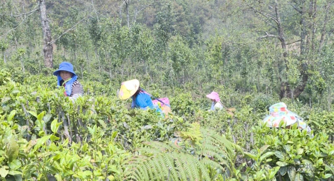郭大寨乡的茶香为何让无数茶商流连忘返？揭秘云端慢生活的独特魅力  第1张
