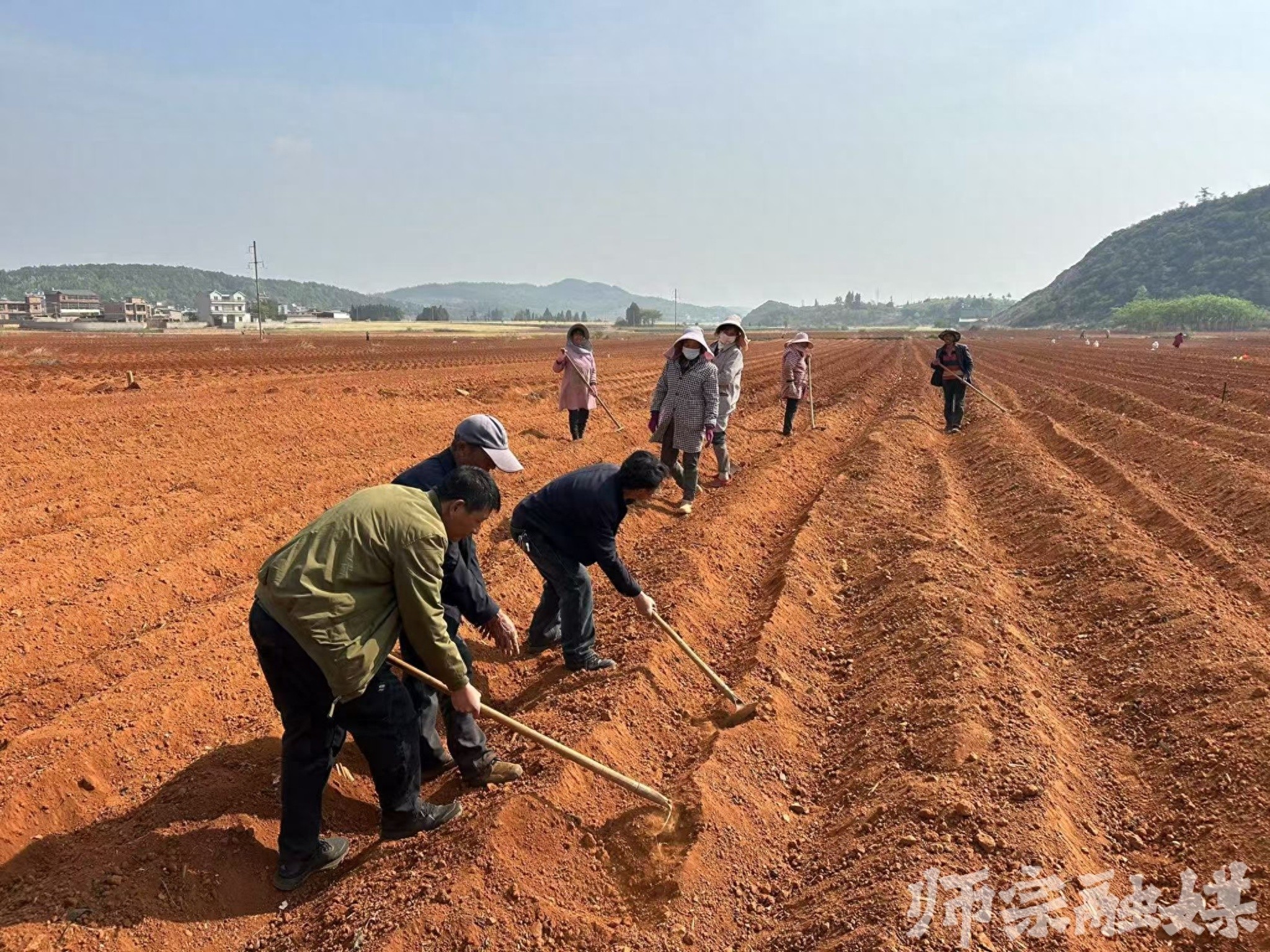 春耕正当时！漾月街道烟农如何抢抓黄金期，确保5.23万担烟叶丰收？