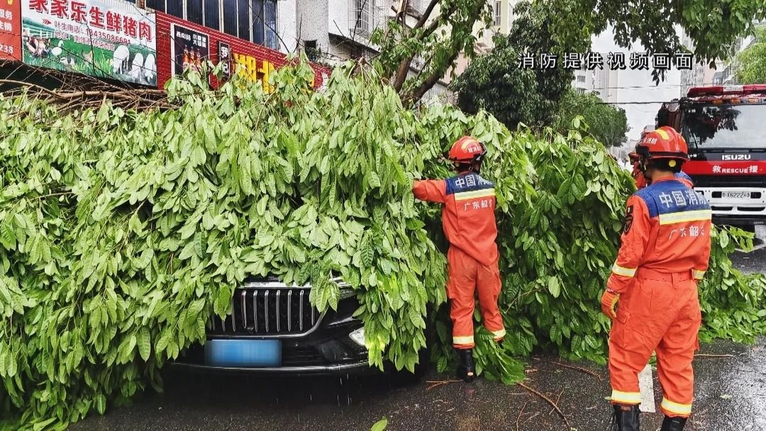 4月12日！南雄暴雨大风致轿车被大树压，救援速到疏通交通为何这么牛？  第1张