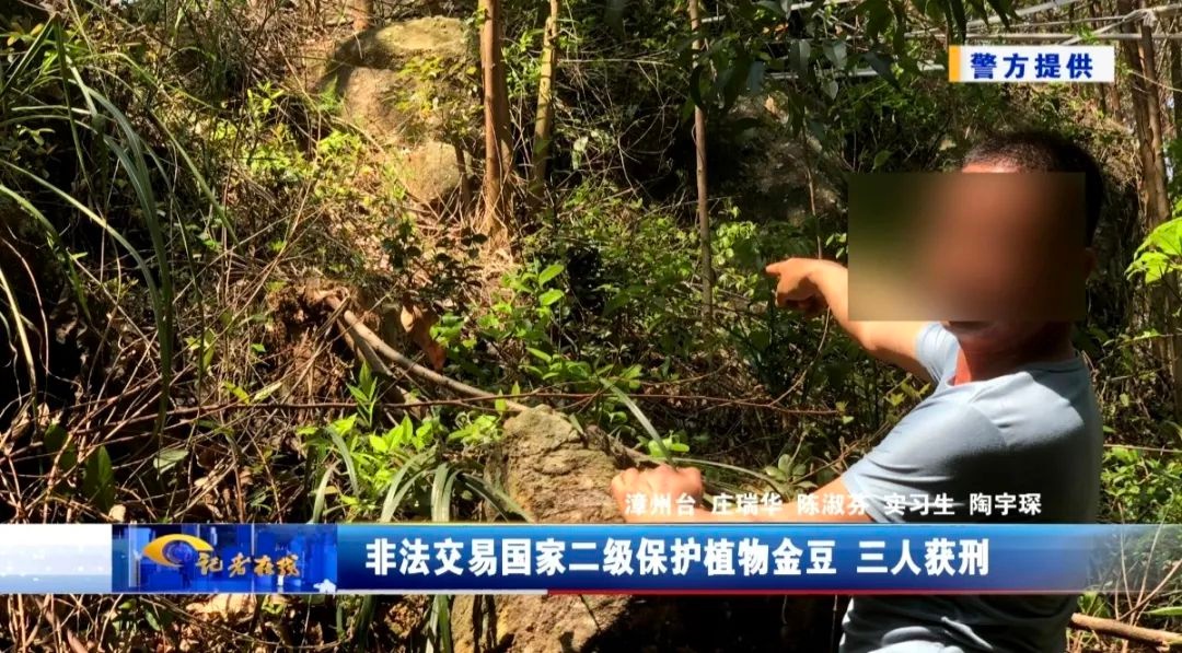 漳州三人非法交易国家二级保护植物金豆被判刑，野生植物保护警钟再鸣