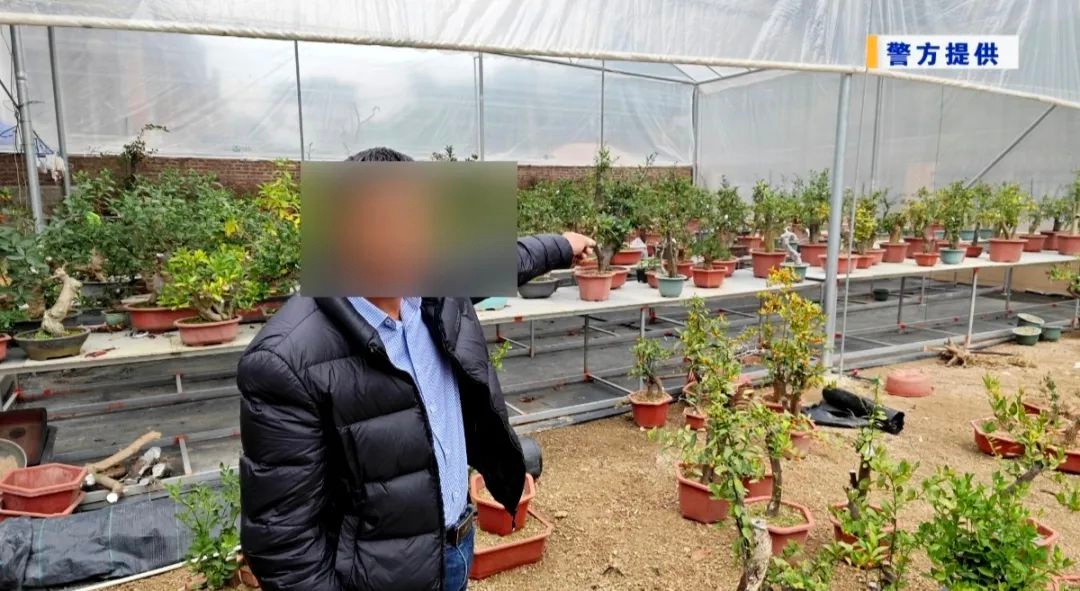 漳州三人非法交易国家二级保护植物金豆被判刑，野生植物保护警钟再鸣  第2张