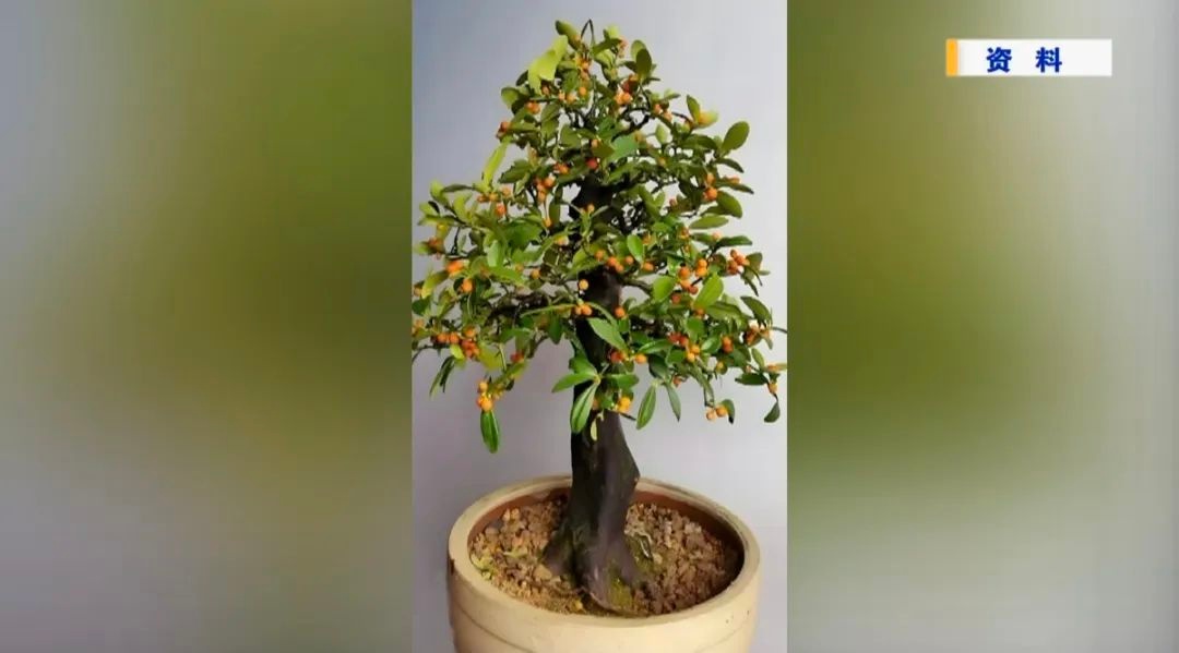 漳州三人非法交易国家二级保护植物金豆被判刑，野生植物保护警钟再鸣  第3张
