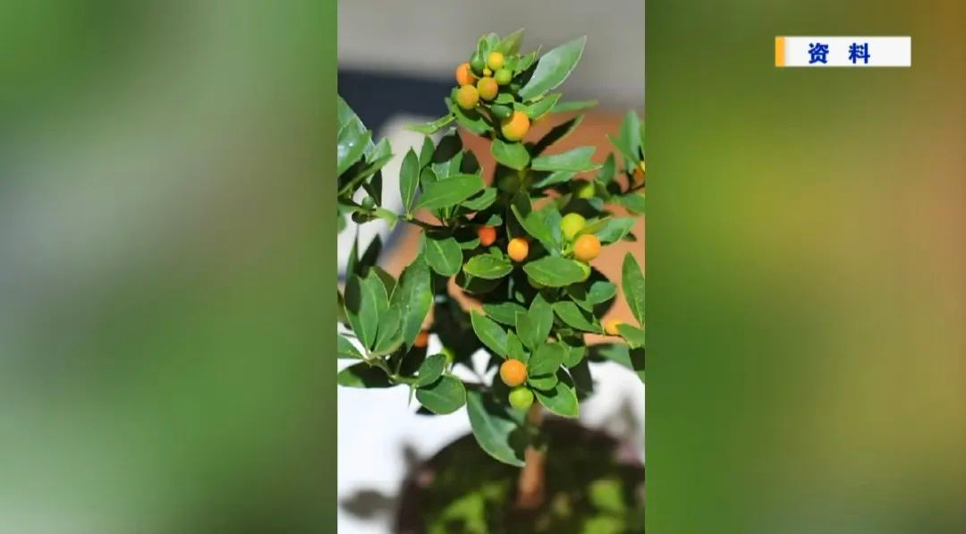 漳州三人非法交易国家二级保护植物金豆被判刑，野生植物保护警钟再鸣  第4张
