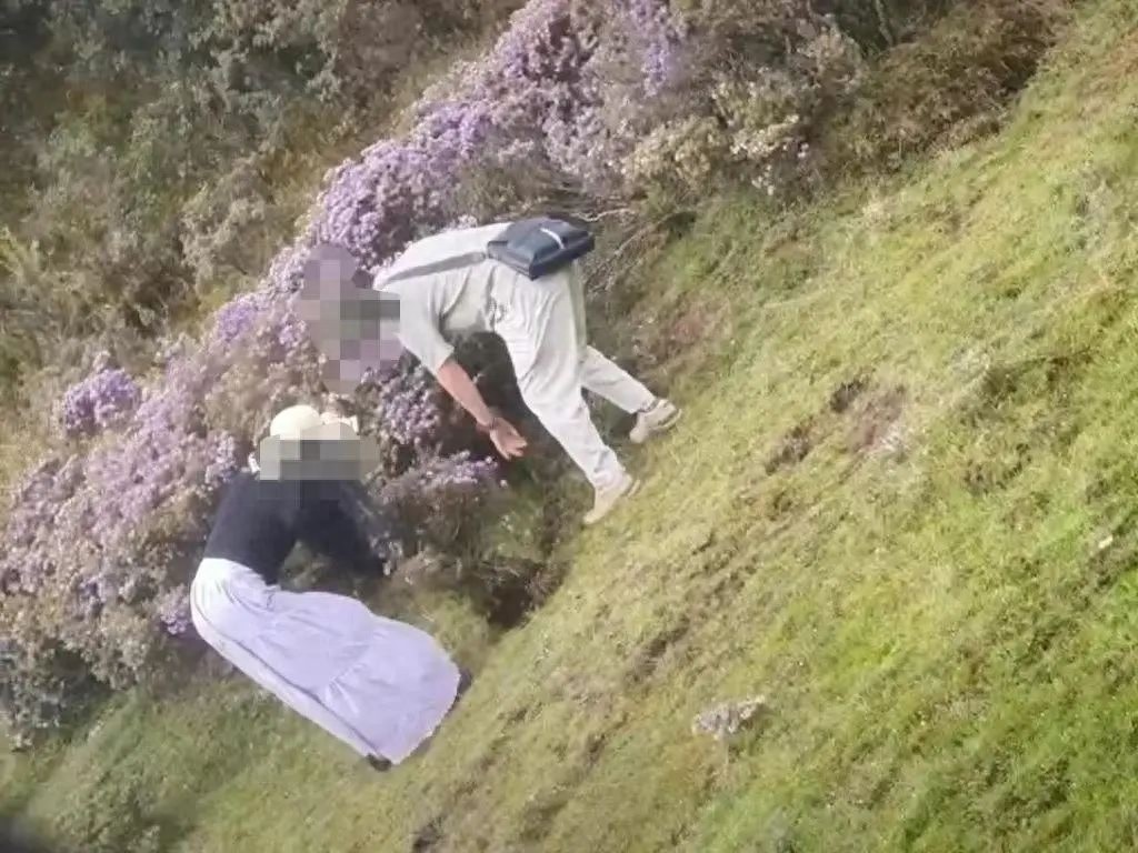 四川凉山两人盗挖野生索玛花！如此不文明行为该咋罚？