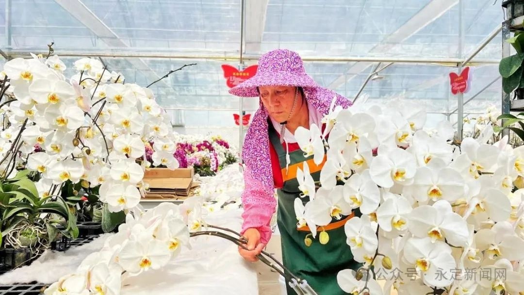 母亲节前夕！永定龙潭镇蝴蝶兰为何一花难求？日均订单竟达3000株