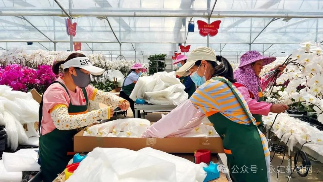 母亲节前夕！永定龙潭镇蝴蝶兰为何一花难求？日均订单竟达3000株  第3张