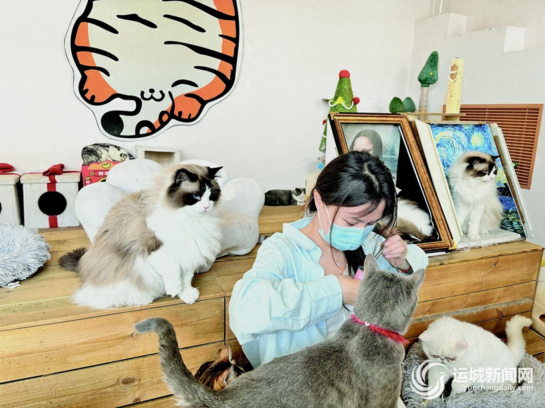 猫猫狗狗当店员？这家猫咖为何成年轻人热门休闲地  第1张