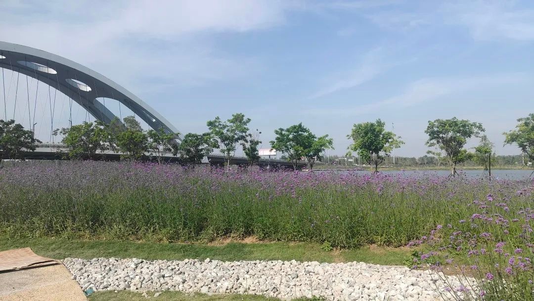 两湖公园即将竣工！我市即将迎来新生态公园？你知道在哪吗  第5张