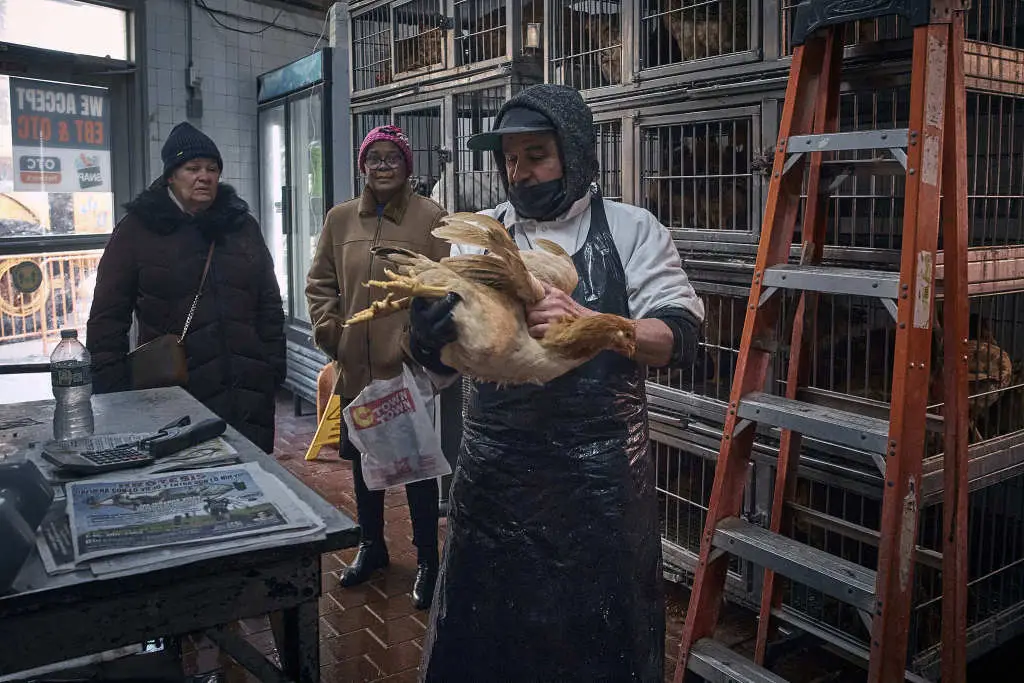 禽流感H5N1病毒肆虐美国，为何至今仍未消失？背后真相令人