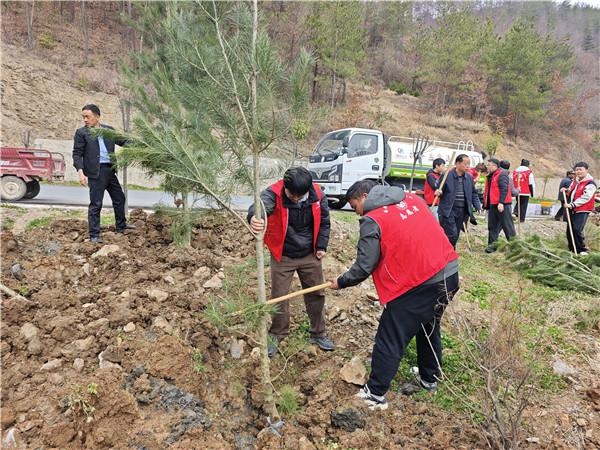 70余名志愿者共植330株白皮松，大坪镇如何实现生态振兴？  第4张