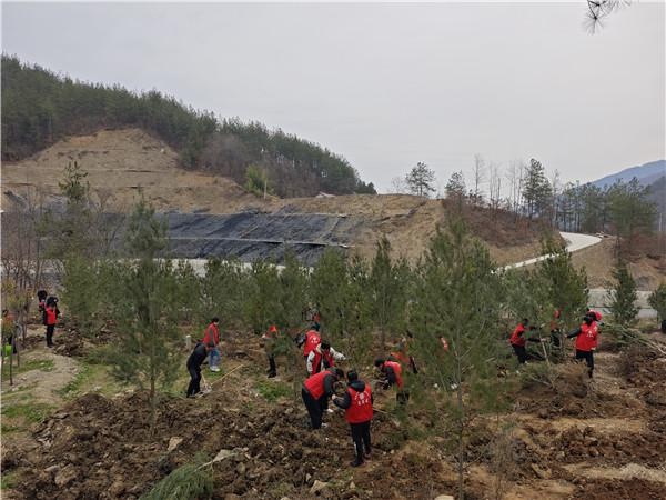 70余名志愿者共植330株白皮松，大坪镇如何实现生态振兴？  第5张