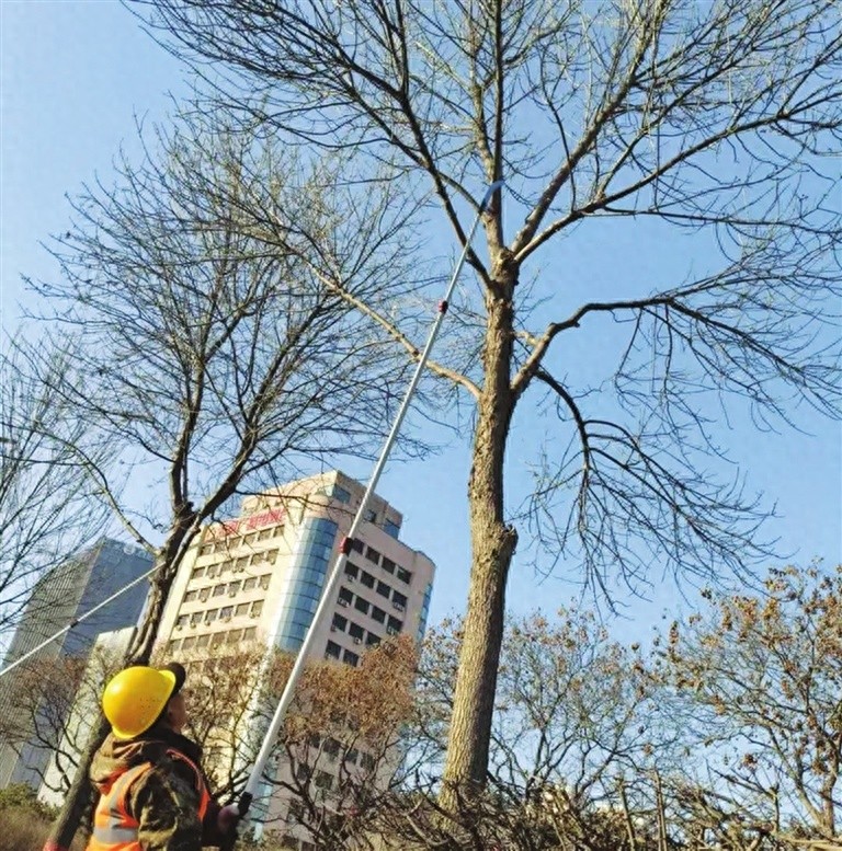 太原16条主干道白蜡树大修剪，为何如此重要？