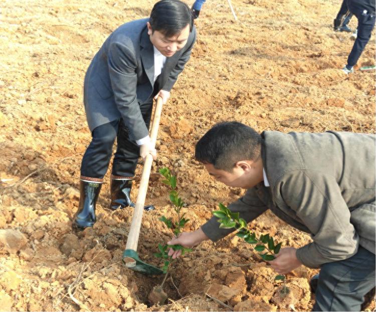 你知道吗？480棵树苗如何在桃林村安家落户？揭秘柏林镇的绿色行动