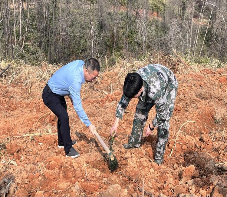你知道吗？480棵树苗如何在桃林村安家落户？揭秘柏林镇的绿色行动  第2张