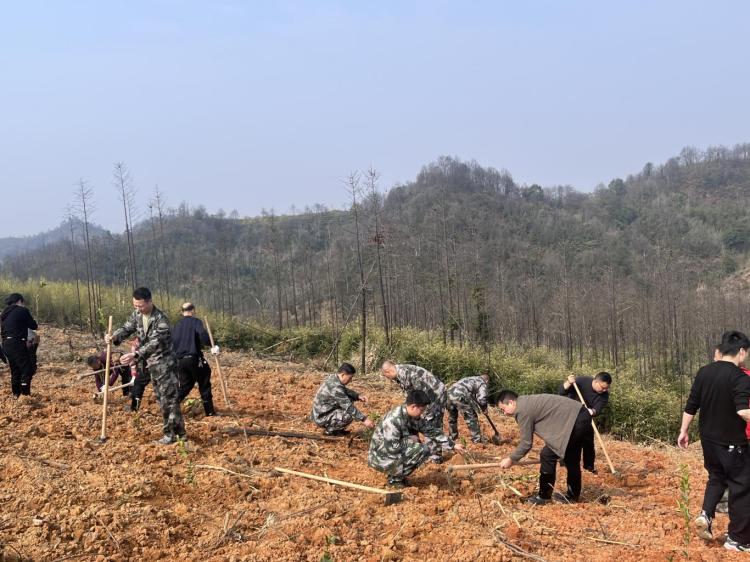 你知道吗？480棵树苗如何在桃林村安家落户？揭秘柏林镇的绿色行动  第3张