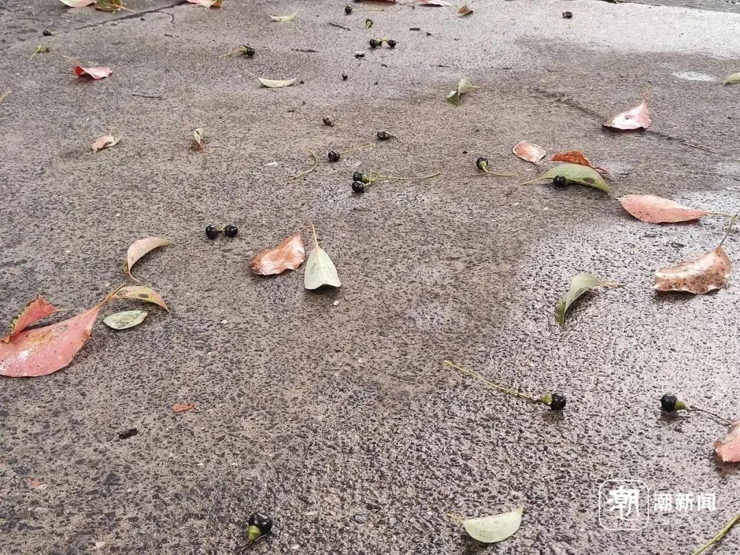 杭州的春天为何被小黑果占领？揭秘樟树籽背后的城市奇观  第1张