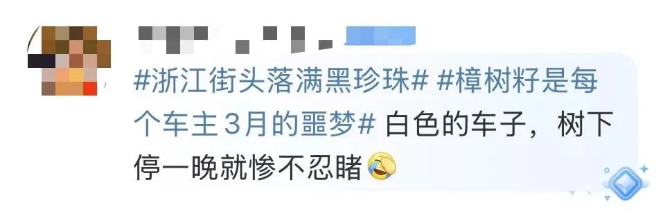 杭州的春天为何被小黑果占领？揭秘樟树籽背后的城市奇观  第2张
