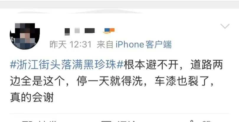 杭州的春天为何被小黑果占领？揭秘樟树籽背后的城市奇观  第3张