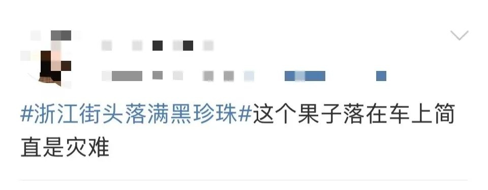 杭州的春天为何被小黑果占领？揭秘樟树籽背后的城市奇观  第4张