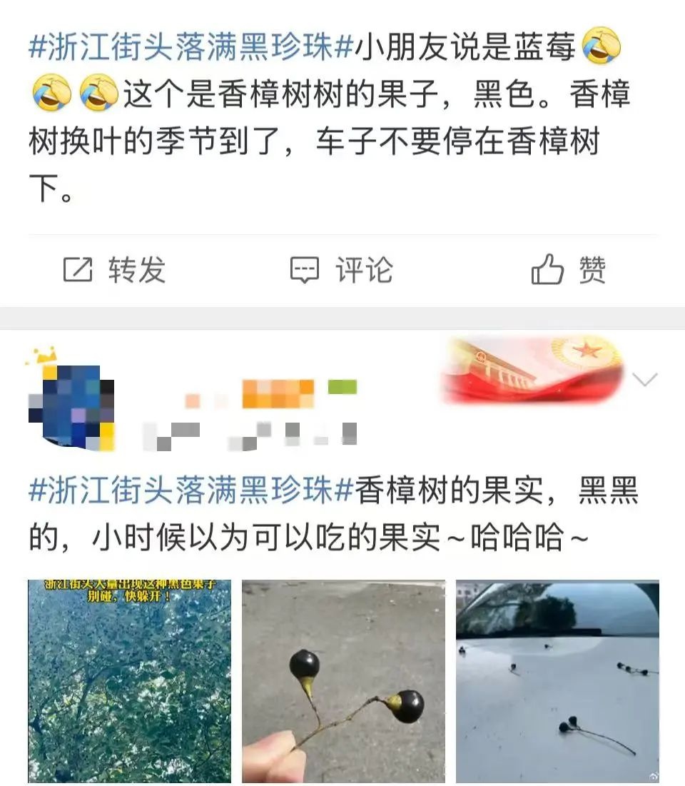 杭州的春天为何被小黑果占领？揭秘樟树籽背后的城市奇观  第5张
