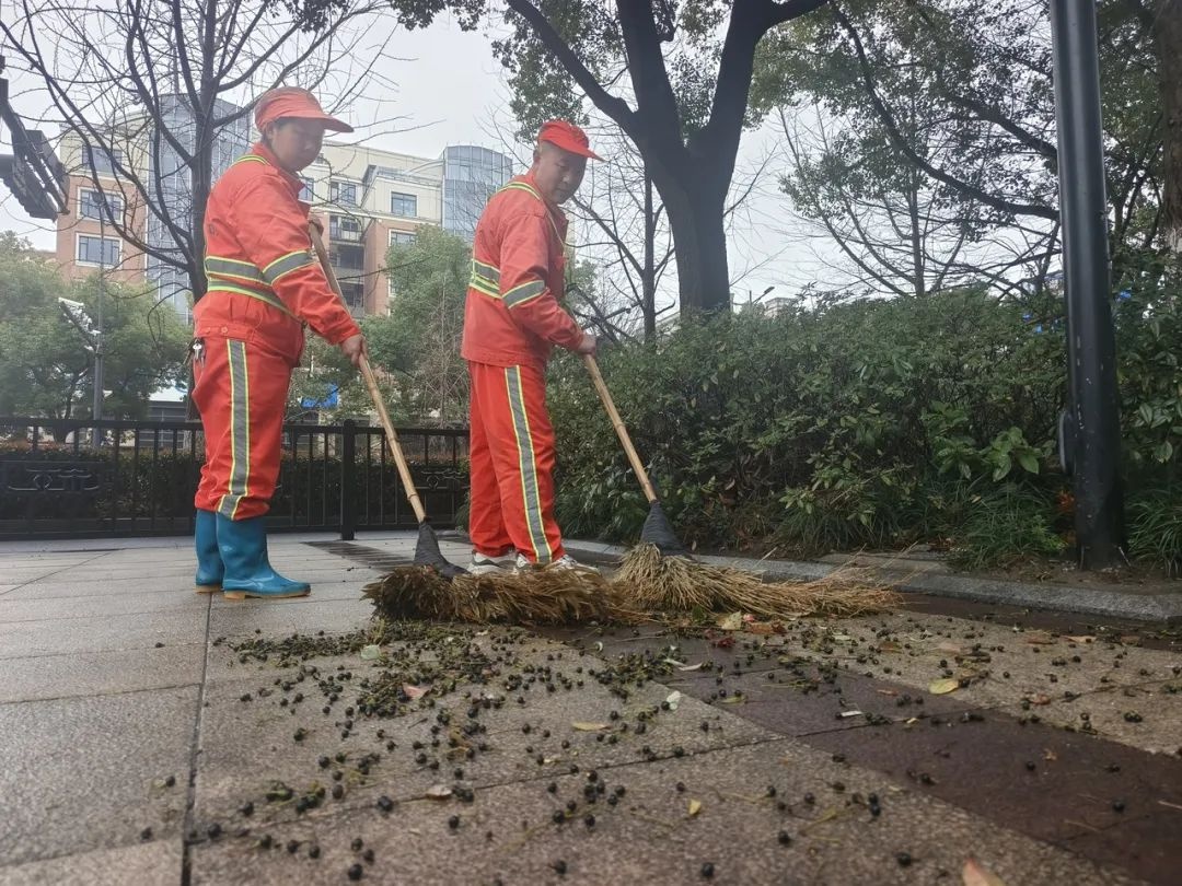 杭州的春天为何被小黑果占领？揭秘樟树籽背后的城市奇观  第6张