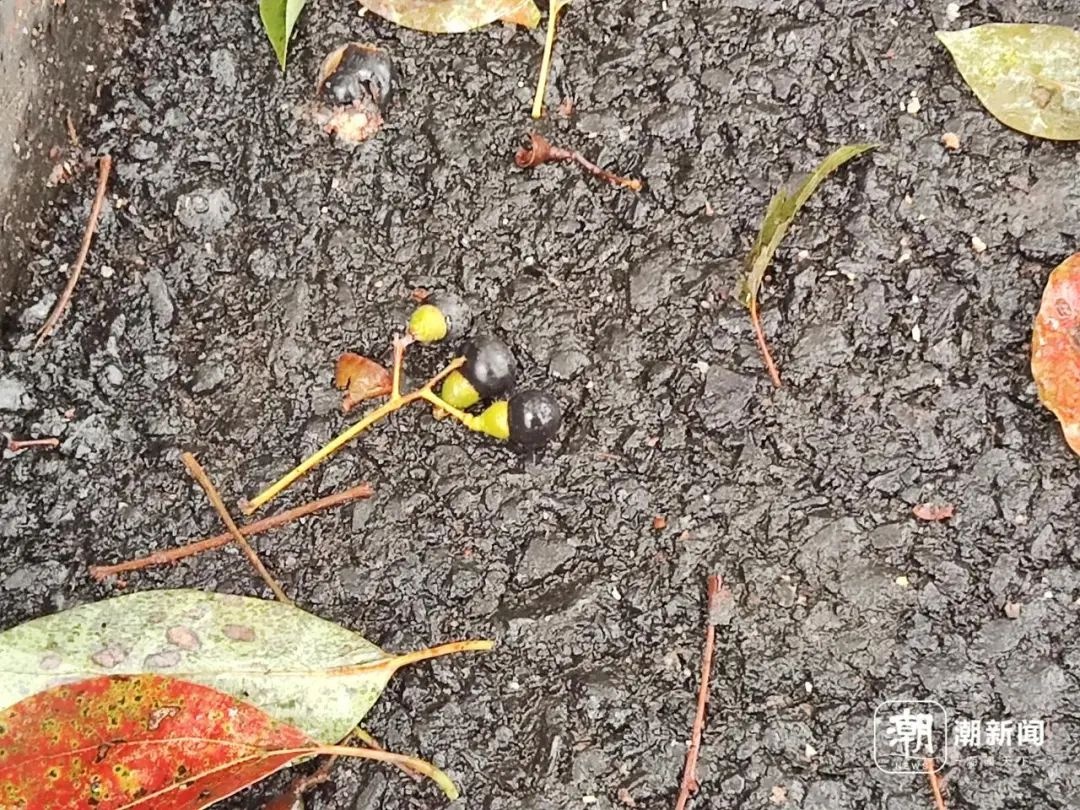 杭州的春天为何被小黑果占领？揭秘樟树籽背后的城市奇观  第7张