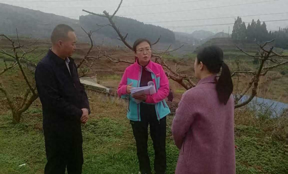 黄桃科普示范基地如何引领乡村振兴？2025年六盘水市科协调研揭晓  第1张
