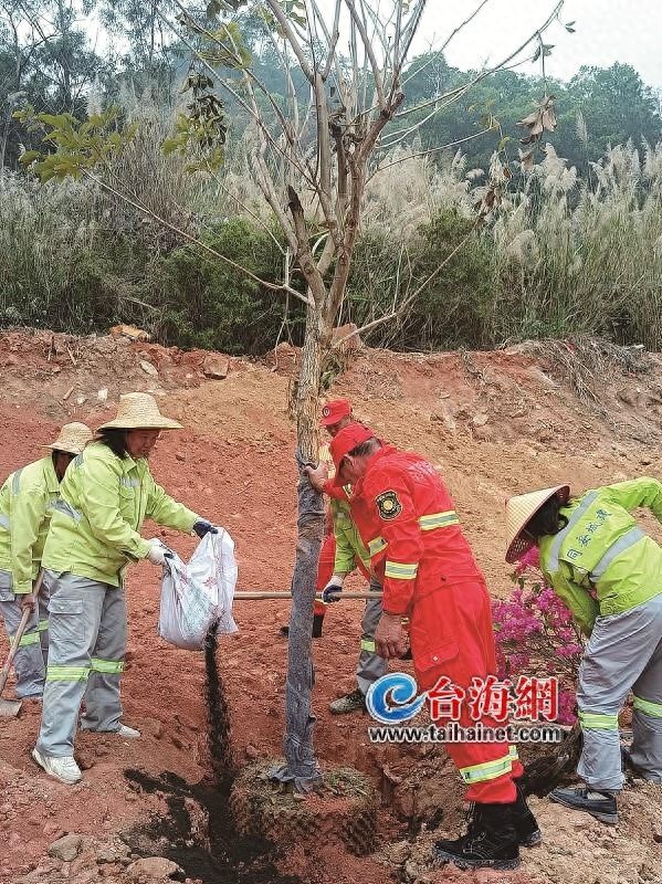 同安区200余人携手植树，绿色希望如何在这片土地上生根发芽？
