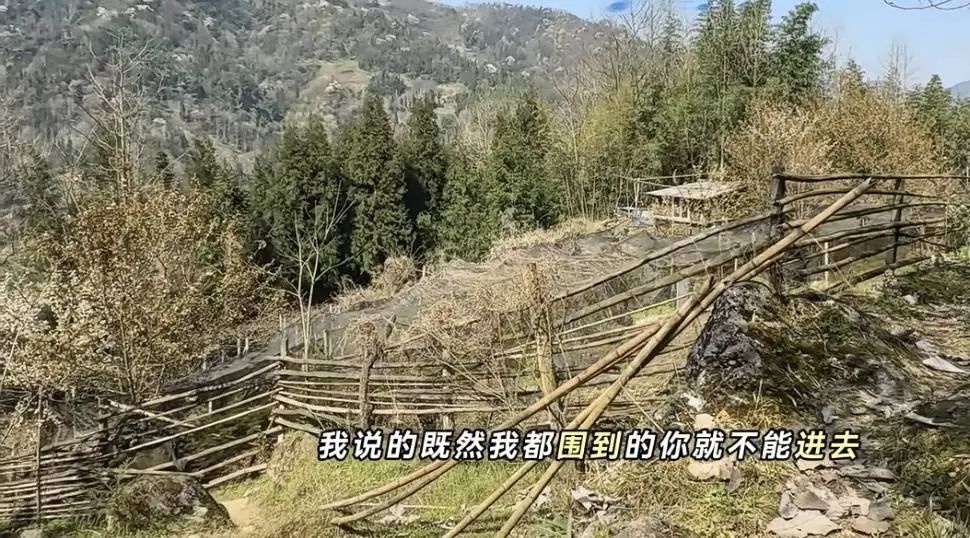 上山挖野菜竟毁掉村民百元一斤药材？这些游客的行为太让人气愤  第2张