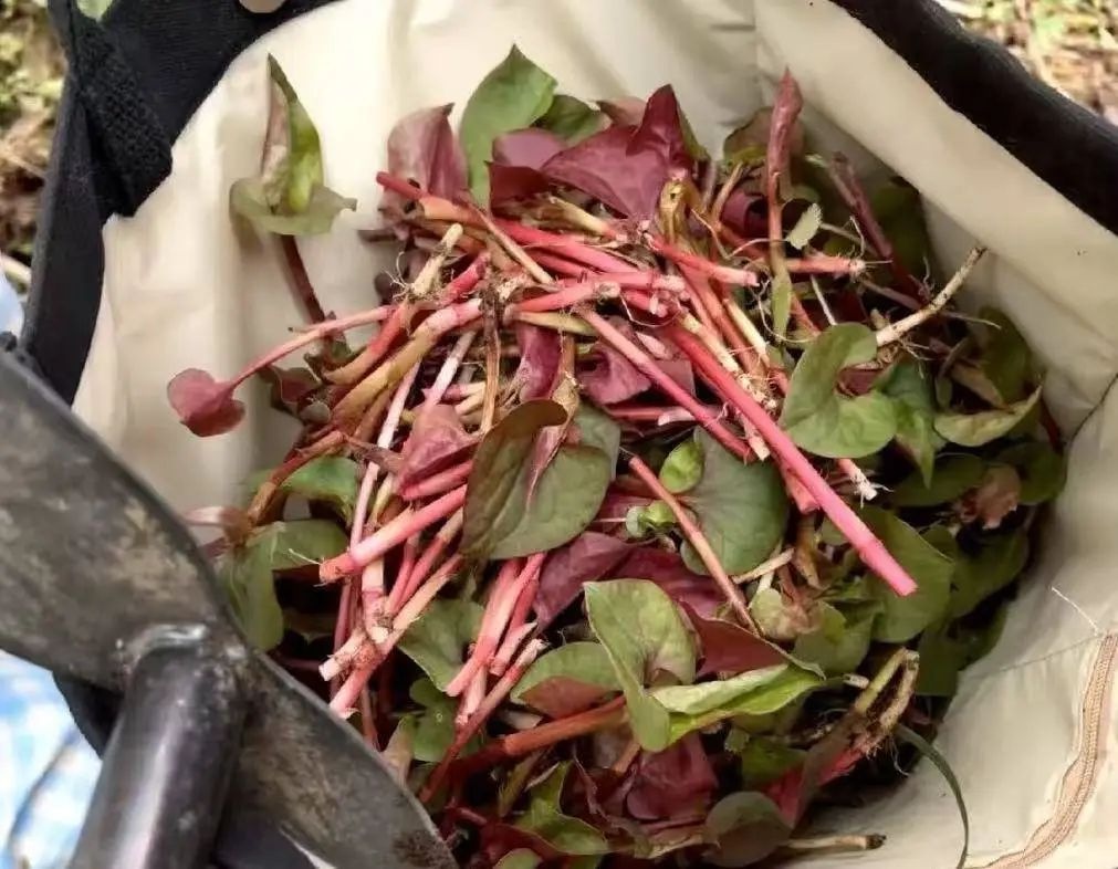 上山挖野菜竟毁掉村民百元一斤药材？这些游客的行为太让人气愤  第3张