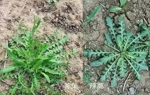 上山挖野菜竟毁掉村民百元一斤药材？这些游客的行为太让人气愤  第4张