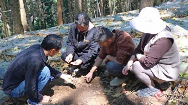 村民直播种菇年入21亿！这片山林藏着怎样的致富密码？