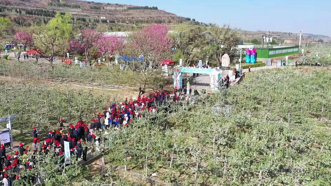 哇！4月13日麦积区花牛南山万亩苹果基地这场万人健步行活动有多精彩？  第2张