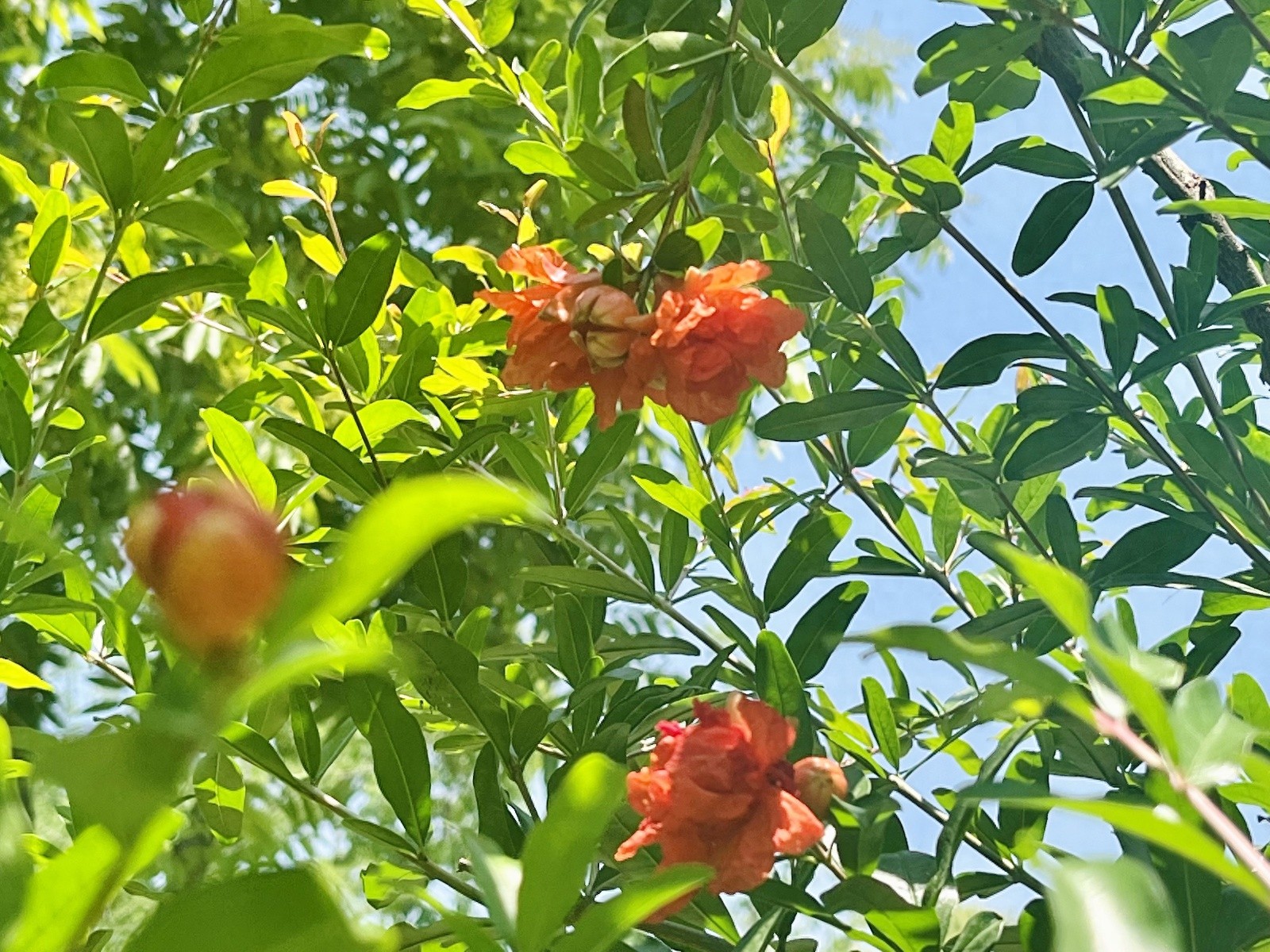 五月榴花照眼明！合肥市民竟不知石榴花是市花？快来看