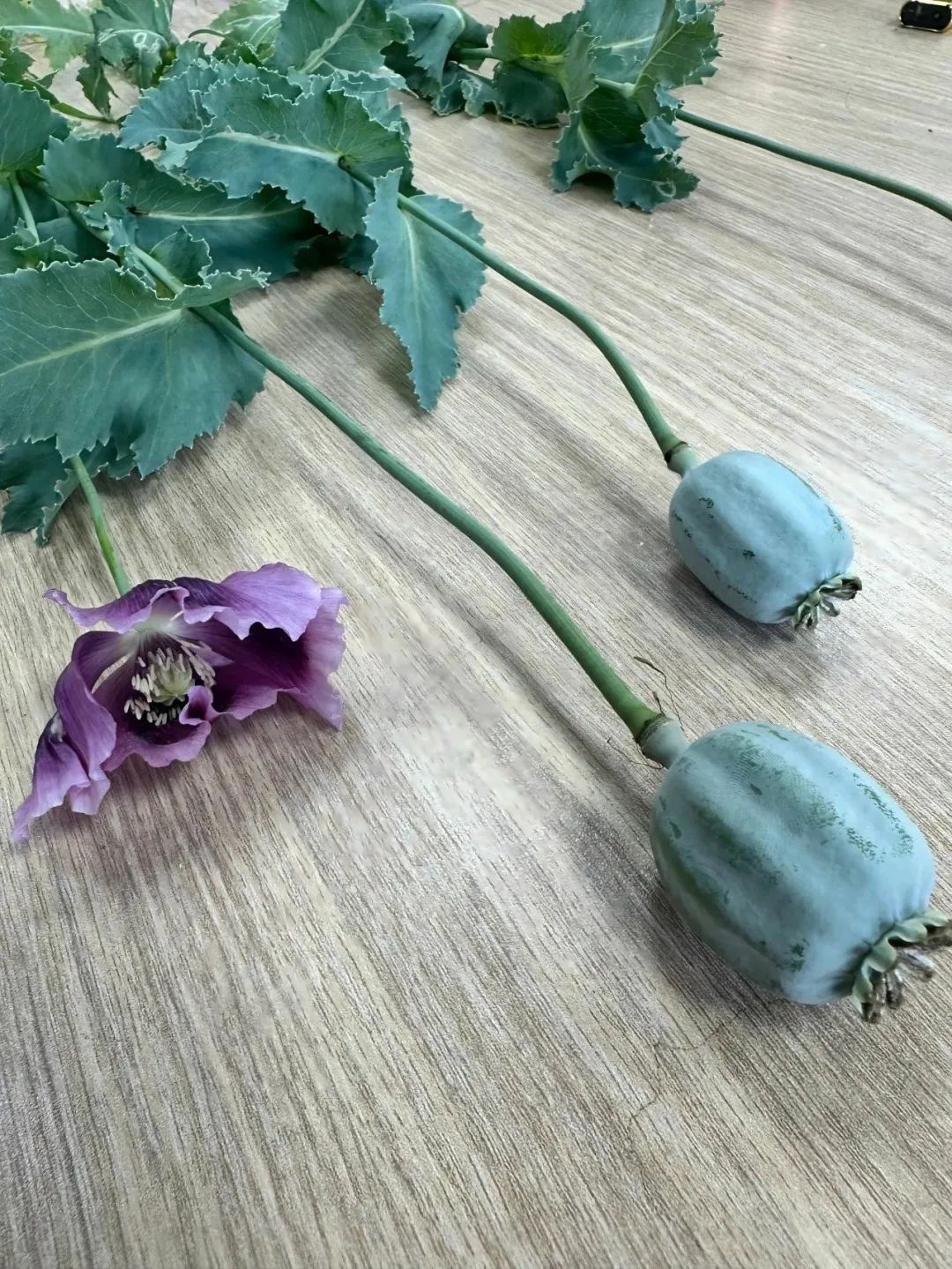 少年发现疑似罂粟植物上报！这一细节竟成关键？  第2张