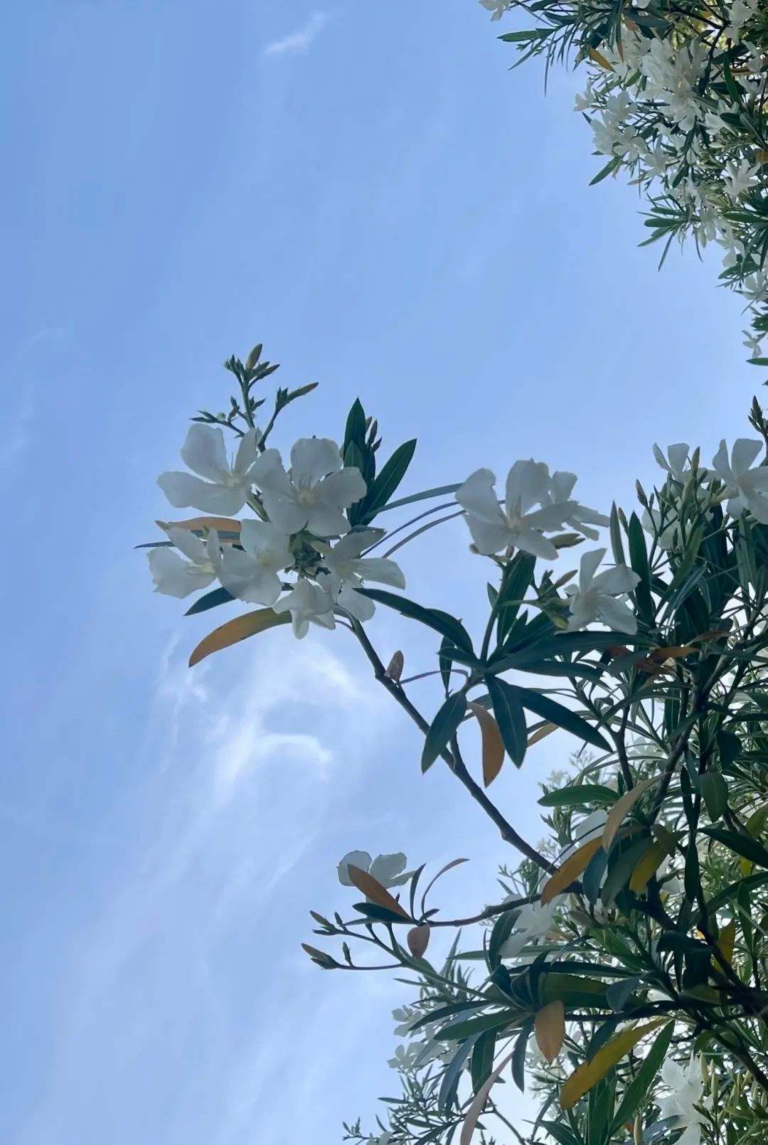 夹竹桃有毒为何还大量种植？美丽背后竟藏着这些秘密  第3张
