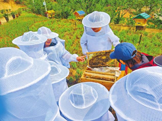 临沧清河村惊现特别宠物认养仪式？50 余人竟成蜜蜂群主