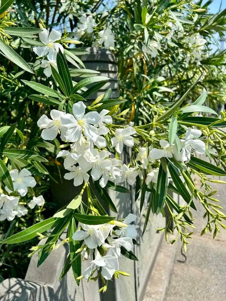 初夏郴州街头夹竹桃盛开！全株有毒，碰了竟会有如此后果？  第1张
