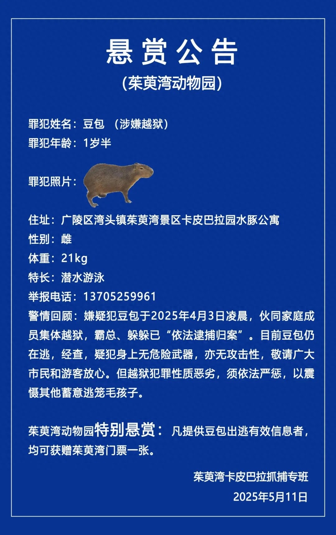 出逃40天的卡皮巴拉豆包在哪？悬赏公告追加奖励能抓到它吗？