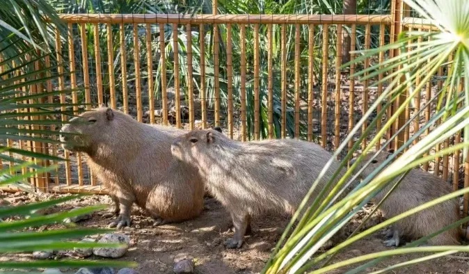 出逃40天的卡皮巴拉豆包在哪？悬赏公告追加奖励能抓到它吗？  第4张