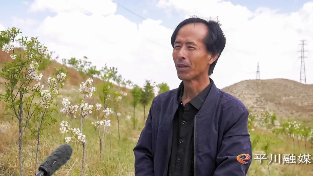 初夏时节平川区万亩文冠果林盛花期，苗木成活率达90%？咋做到的  第8张