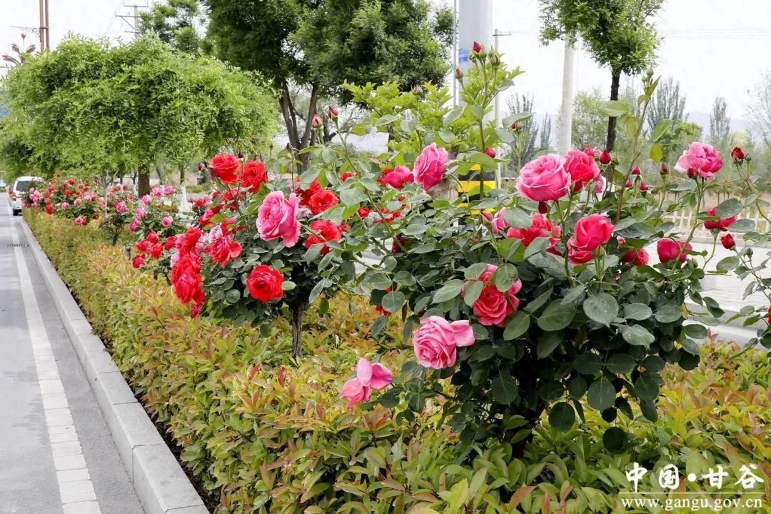 气温升高，甘谷县道路旁1200株月季盛放！你去打卡了吗？  第1张