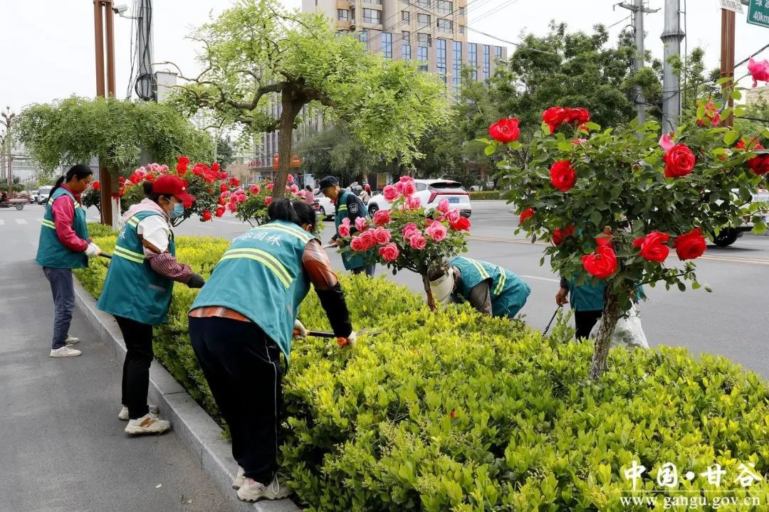 气温升高，甘谷县道路旁1200株月季盛放！你去打卡了吗？  第2张