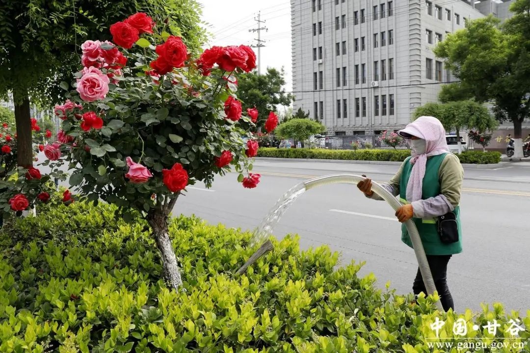 气温升高，甘谷县道路旁1200株月季盛放！你去打卡了吗？  第4张