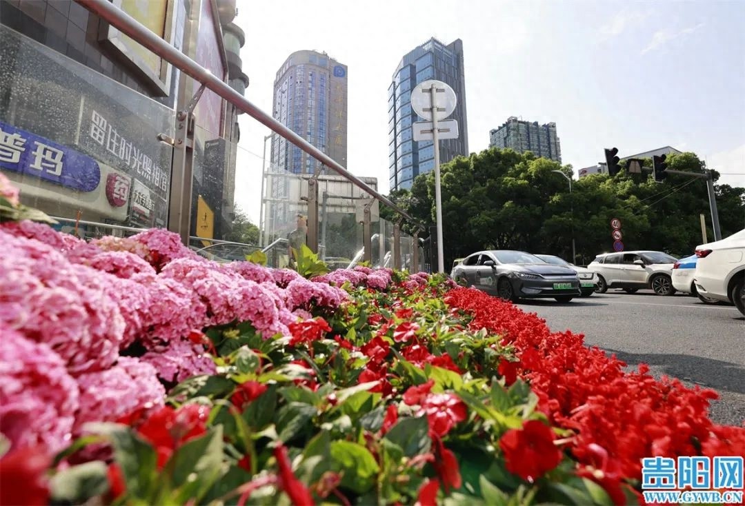 5月13日贵阳大十字路口，为迎民族团结大巡游，绿化工人有多拼？