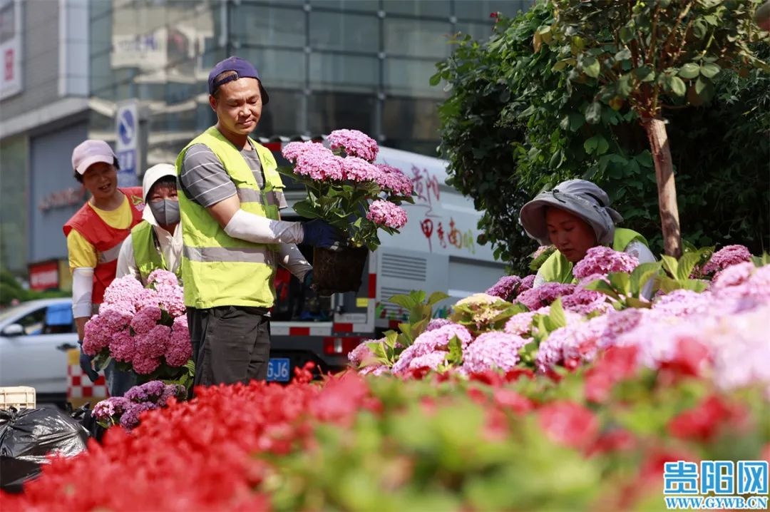 5月13日贵阳大十字路口，为迎民族团结大巡游，绿化工人有多拼？  第3张